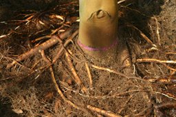 Credit: Edward F. Gilman, Professor, Environmental Hort. Dept., UF/IFAS Expose the roots by removing soil or media from the top of the root ball.