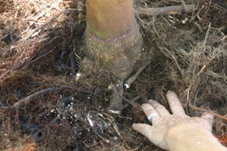 Credit: Edward F. Gilman, Professor, Environmental Hort. Dept., UF/IFAS Begin removing roots that circle and cross the top of the root ball.