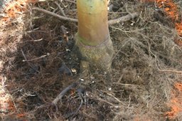 Credit: Edward F. Gilman, Professor, Environmental Hort. Dept., UF/IFAS When completed the main flare roots will be visible as shown above.