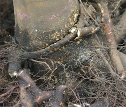 Credit: Edward F. Gilman, Professor, Environmental Hort. Dept., UF/IFAS These roots should be removed because they are likely to strangle the trunk.