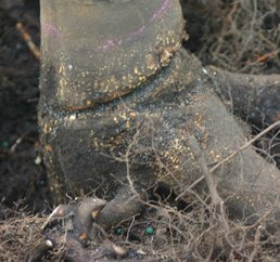 Credit: Edward F. Gilman, Professor, Environmental Hort. Dept., UF/IFAS After removing the stem girdling roots the tree has a much better chance of thriving in the landscape.