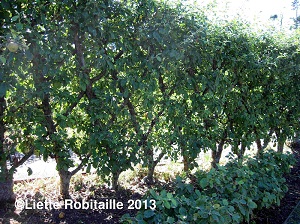 Credit: © Liette Robitaille Growables.org UBCBotanicalGardenBelgianLattice2013FromLeftCWhite.jpeg