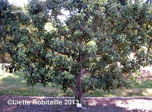 Credit: © Liette Robitaille Growables.org Espalier UBC Botanical Garden