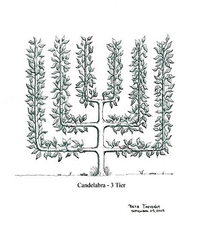 Illustration by Beth Thevenot Candelabra