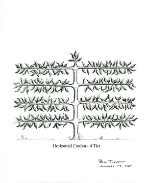 Illustration by Beth Thevenot Horizontal Cordon 4 Tier