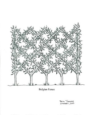 Illustration by Beth Thevenot Belgian Fence