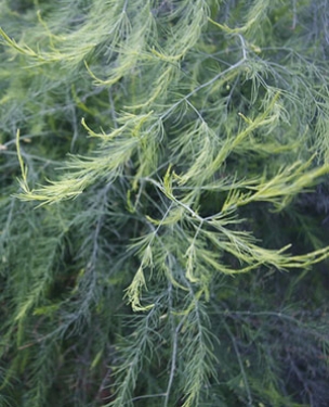 The feathery foliage of asparagus