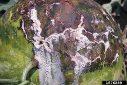 Mature fruit showing lesion, cracking, foaming bacterial ooze and copper spray residue on fruit surface. Bacterial ooze has been colonized by the fungus Geotrichum candidum