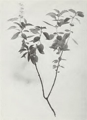Fig. 34 xxx