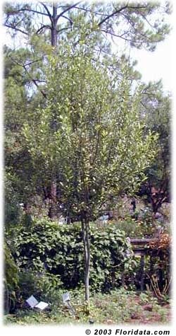 Credit: © 2003 Floridata.com Bay laurel tree