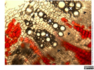 Credit: Katherine A. Preston, The Botanist in the Kitchen Close up of beet vascular tissue