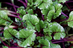 Beetroot Bettolo F1 hybrid