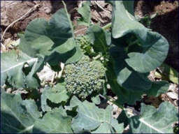 Credit: Purdue Broccoli (Brassica oleracea, Italica group)