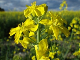 Credit: Matt Lavin, Flickr Flowers of a member of the B. rapa species