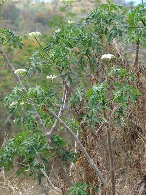 Cnidoscolus aconitifolius (Spinach tree, chaya)