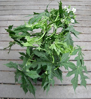 Credit: © Arthur Lee Jacobson My Chaya plant the day I received it, August 2010; photo by ALJ