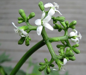 Credit: © Arthur Lee Jacobson Chaya female flowers (Photo by ALJ)