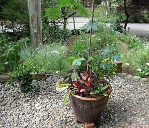 Credit: © Arthur Lee Jacobson My Chaya plant in a pot with croton cultivars, August 2011