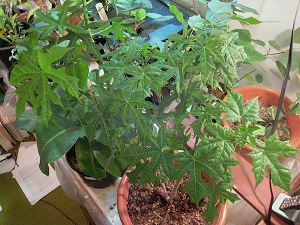 Credit: © Arthur Lee Jacobson My Chaya plant indoors