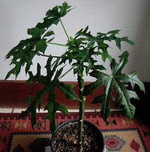 Credit: © Arthur Lee Jacobson My Chaya cutting indoors