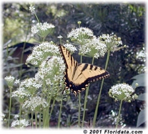 Credit: © 2001 Floridata.com A tiger swallowtail butterfly enjoys a dinner of garlic chive nectar