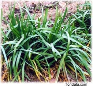 Credit: © Floridata.com Steve grows his garlic chives in the vegetable garden where they can be conveniently plucked for positioning atop baked pototoes