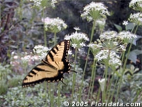 Credit: © 2005 Floridata.com Garlic Chives in Bloom