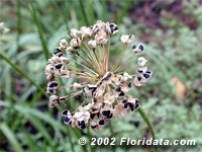 Credit: © 2002 Floridata.com Seedhead of the Garlic Chive