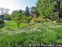 Credit: © 2013 Floridata.com A Late Summer Bed of Blooming Garlic Chives