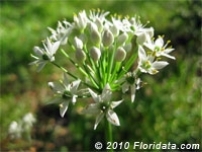 Credit: © 2010 Floridata.com Garlic Chive Flowers