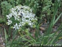 Credit: © 2009 Floridata.com Garlic Chive Flower Cluster