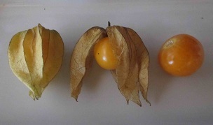 Credit: Sybaritica, Foodstuff Only the ripe fruit in the husk is edible