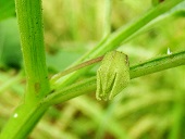Physalis angulata L.