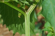 Stem and node