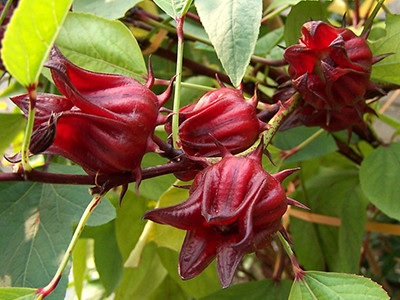 Credit: Roy Cui, gardeningsolutions.ifas.ufl.edu Roselle calyces
