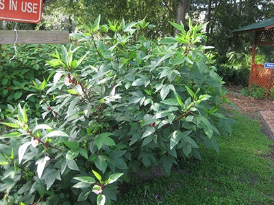 Credit: gardeningsolutions.ifas.ufl.edu Roselle plant