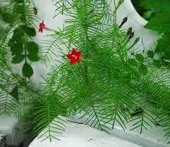 © Green Deane, Eat the Weeds and other things, too Ipomoea quamoclit, Cypress VIne