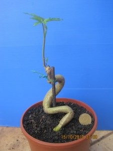© Green Deane, Eat the Weeds and other things, too Ipomoea digitata, Vidhari Kand