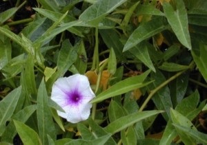 © Green Deane, Eat the Weeds and other things, too Ipomoea aquatica, Water Spinach