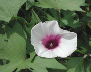 © Green Deane, Eat the Weeds and other things, too Ipomoea batatas, the Sweet Potato