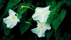 © Green Deane, Eat the Weeds and other things, too Ipomoea alba, Beach Moonflower
