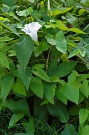 © Green Deane, Eat the Weeds and other things, too Calystegia sepium, Hedge Bindweed
