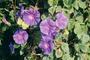 © Green Deane, Eat the Weeds and other things, too Ipomoea violacea, Morning Glory