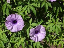 © Green Deane, Eat the Weeds and other things, too Ipomoea cairica, Mile a Minute Vine