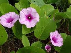 © Green Deane, Eat the Weeds and other things, too Ipomoea pes-caprae, Railroad Vine