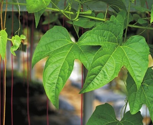 Credit: © AVRDC – The World Vegetable Center Leaves