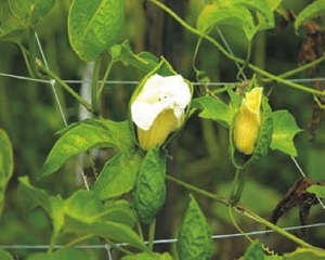 Credit: © AVRDC – The World Vegetable Center Male flowers