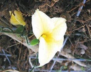 Credit: © AVRDC – The World Vegetable Center Female Flowers