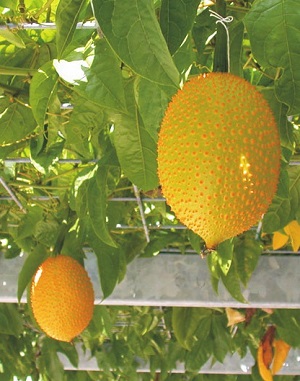 Credit: © AVRDC – The World Vegetable Center Unripe fruit