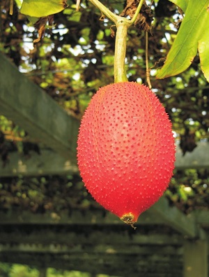 Credit: © AVRDC – The World Vegetable Center Fully ripe fruit